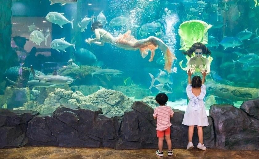 Review Thủy Cung Times City - Vinpearl Aquarium Có Gì HOT?