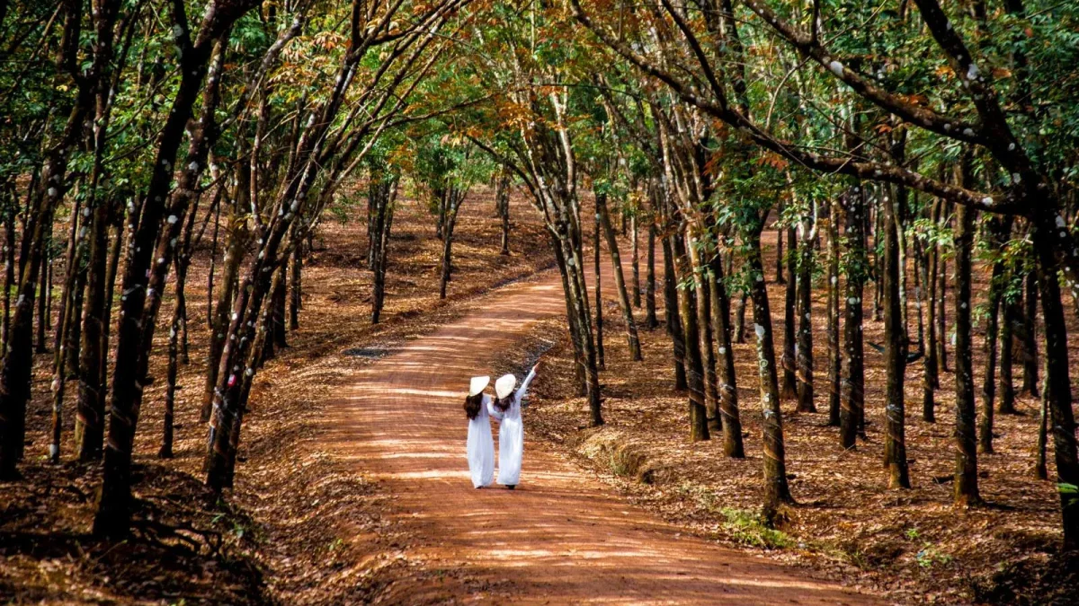 Bu Dang rubber forest