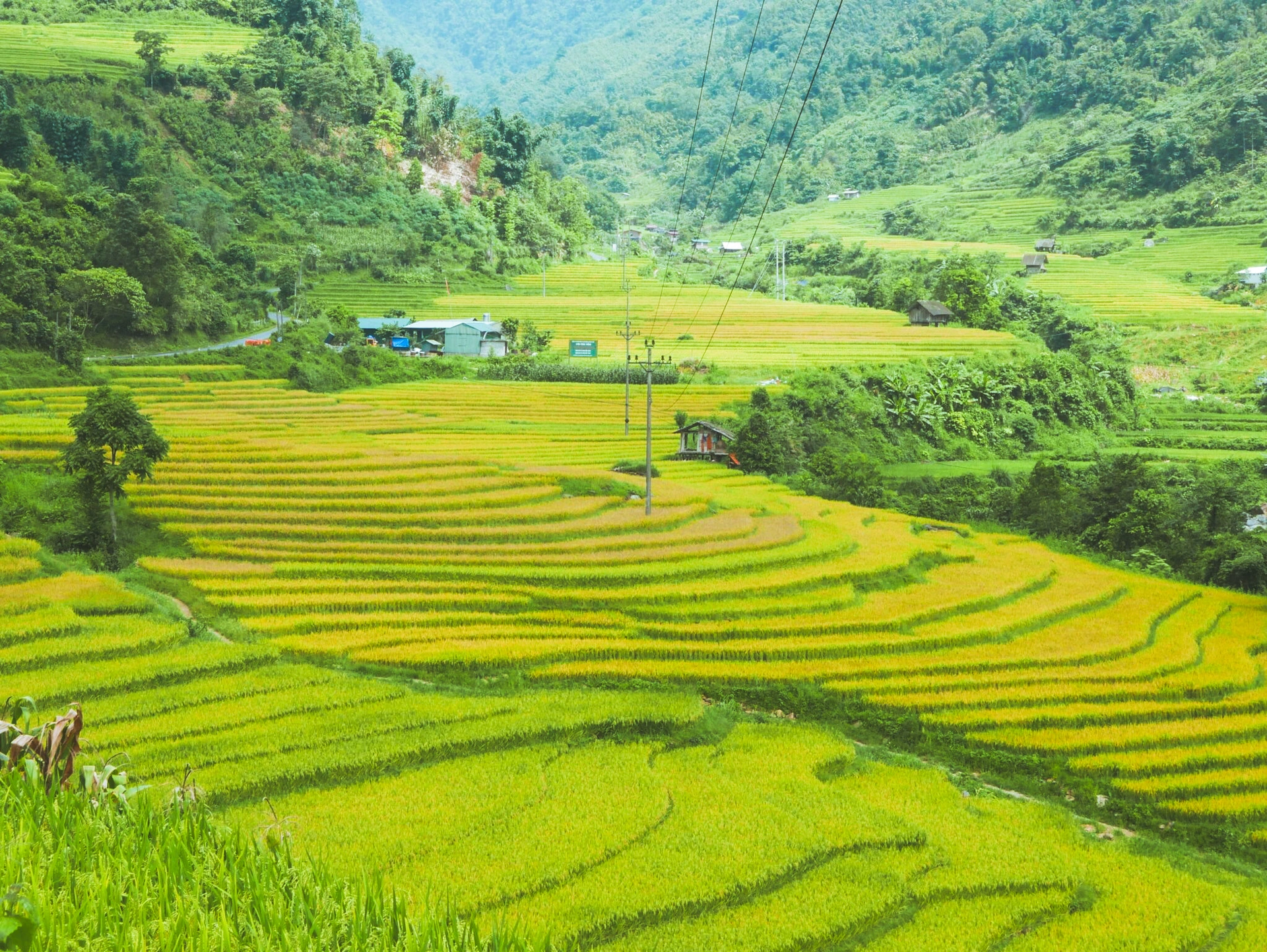 Sa Pa mùa lúa chín: Thiên đường hạ giới trong lòng tôi