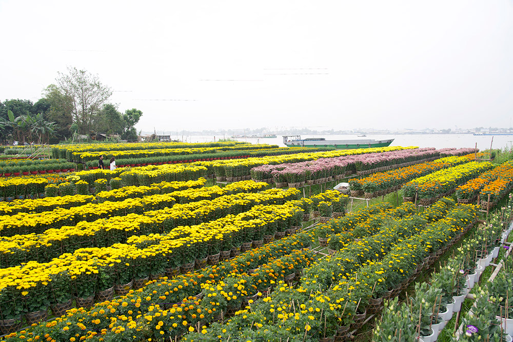 安清花村