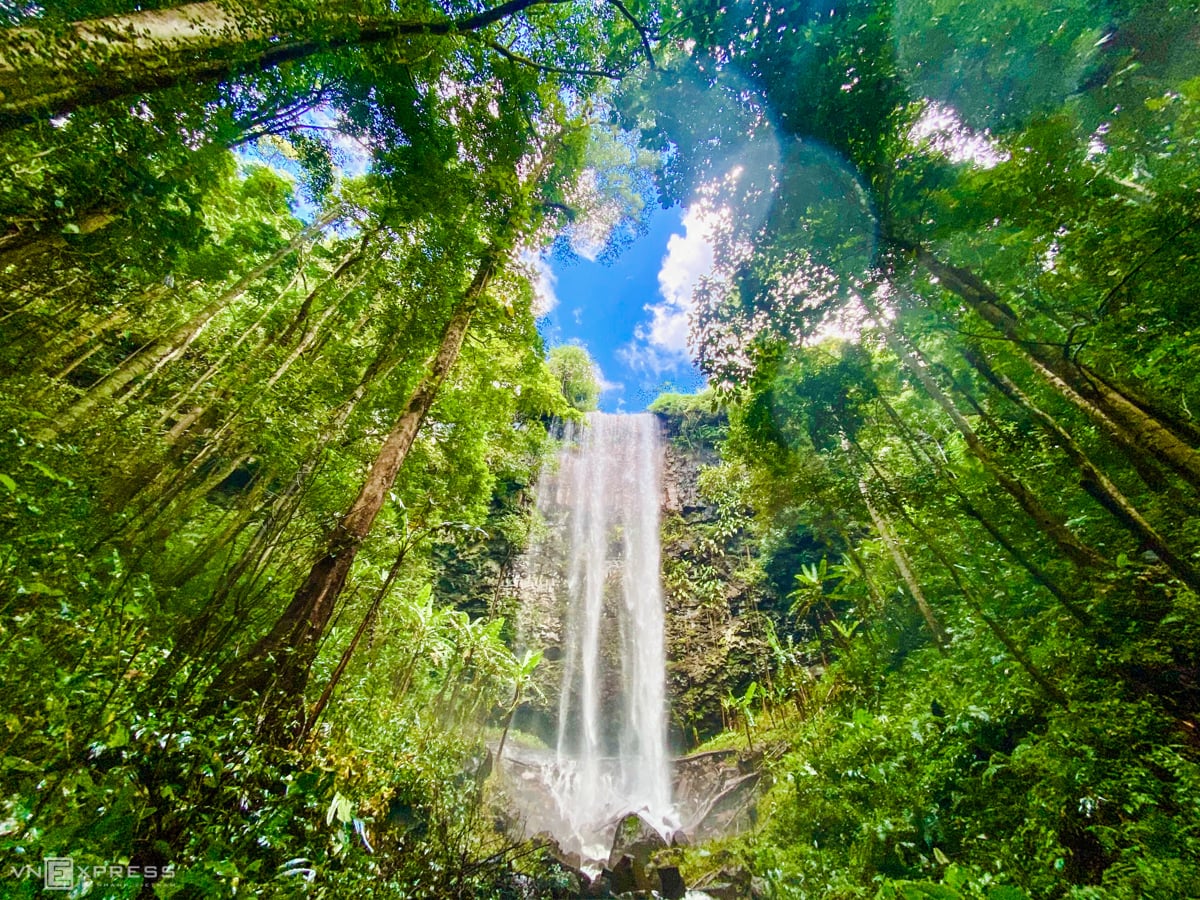 芒登松林