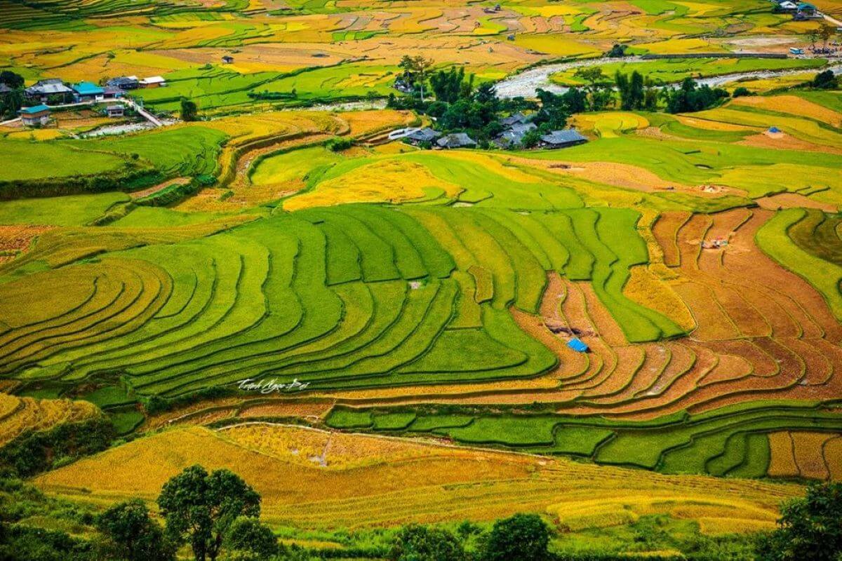 Muong Lo fields