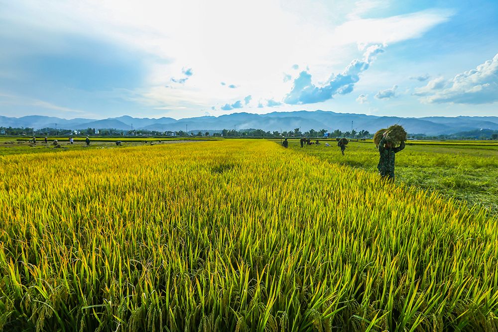 Muong Lo fields