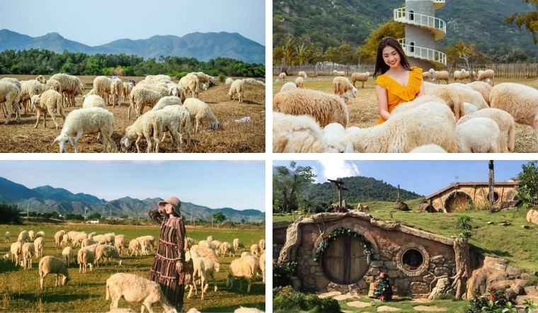 Suoi Nghe Sheep Field