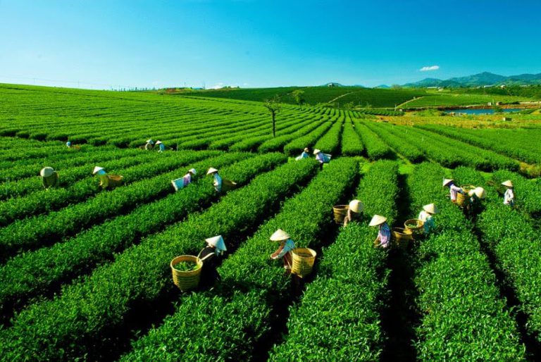 People collect tea in the morning