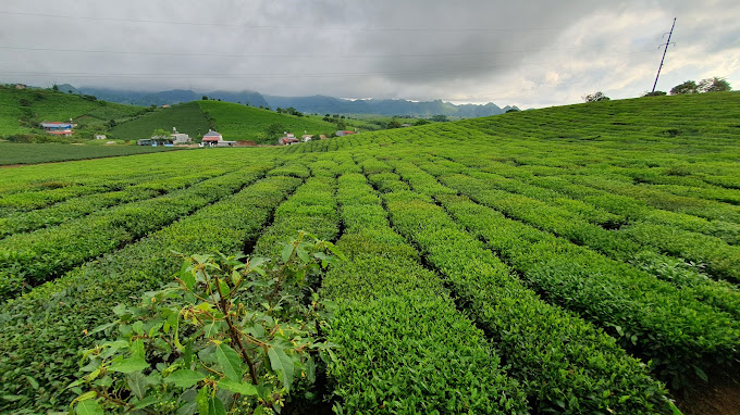 心茶山