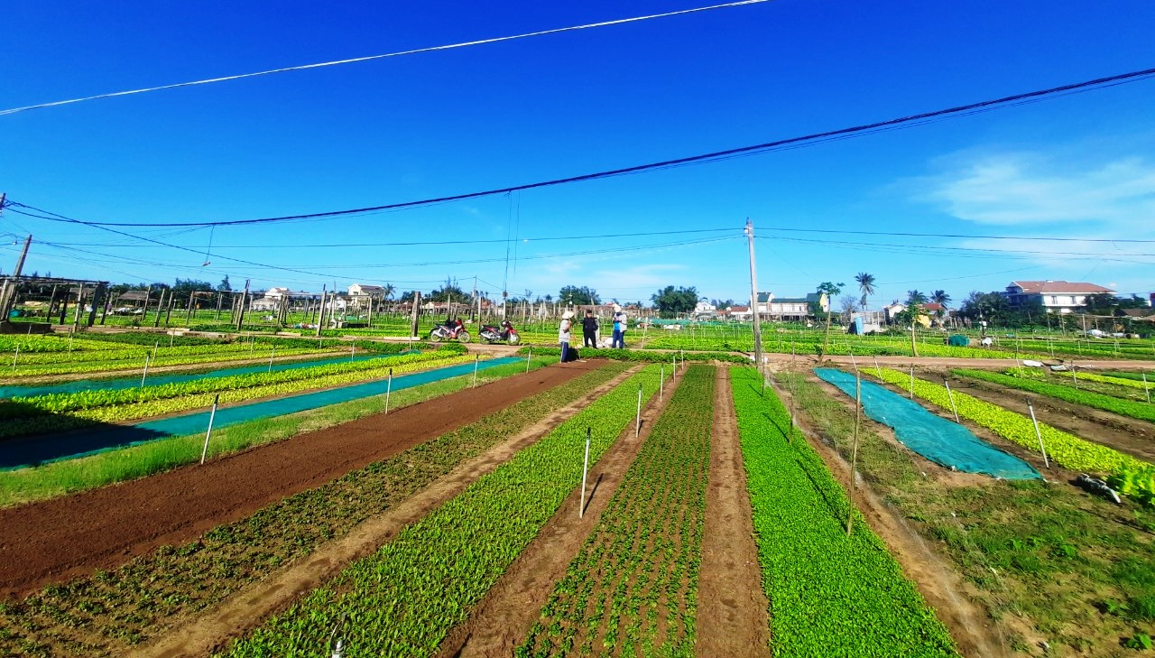 茶贵蔬菜村