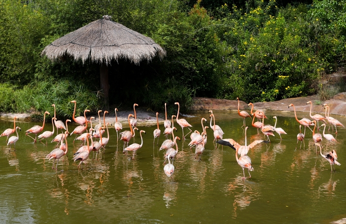 富国岛珍珠游猎公园 (Vinpearl Safari Phu Quoc Park) 被认为是成千上万人的共同家园。