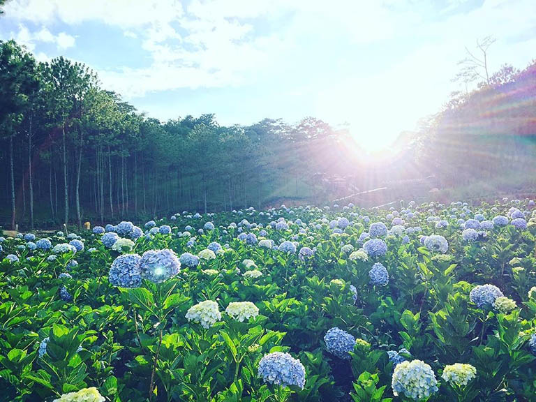 Da Lat Thousand Flowers