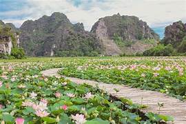 Go to Ninh Binh to see the lotus with a million dong