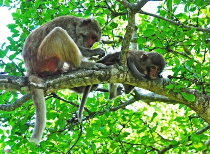 Monkey Island Nha Trang