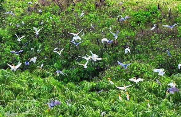 Bac Lieu Bird Sanctuary