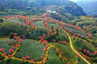 静静欣赏沙坝乌龙茶山樱花的神奇之美