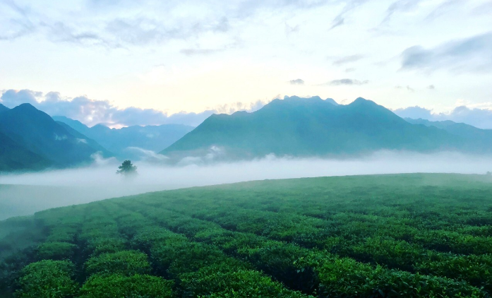 新渊茶山。