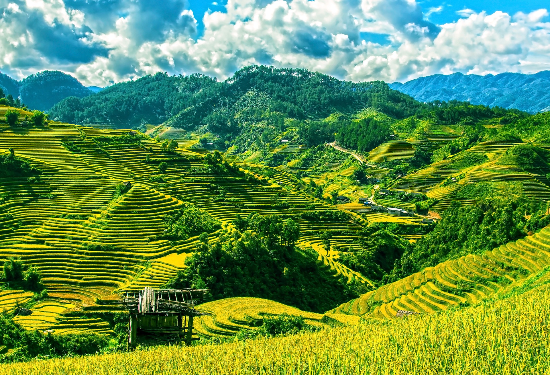 Sapa terraced fields