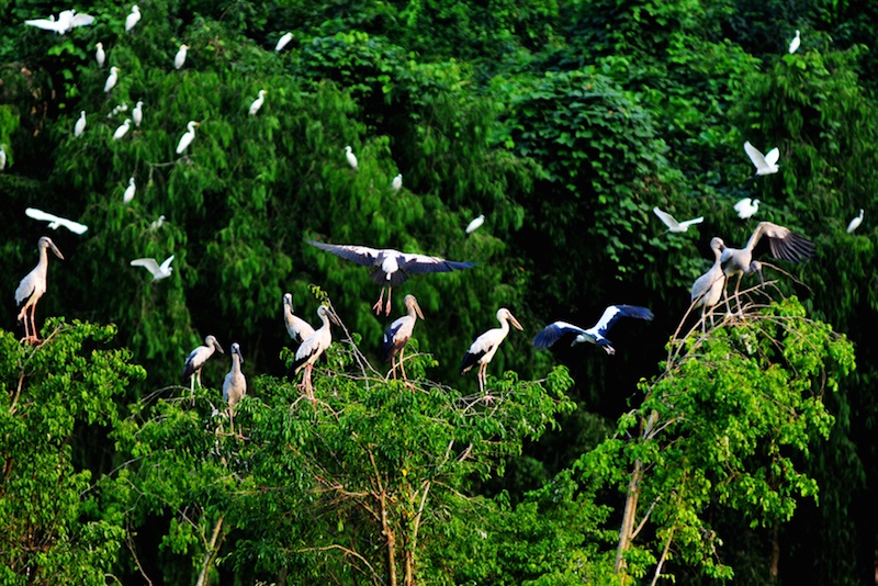 Bird Garden