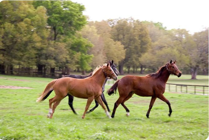 Ba Van horse farm