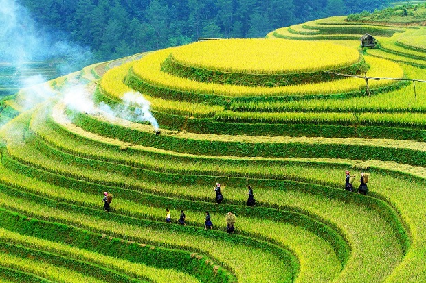 Mu Cang Chai