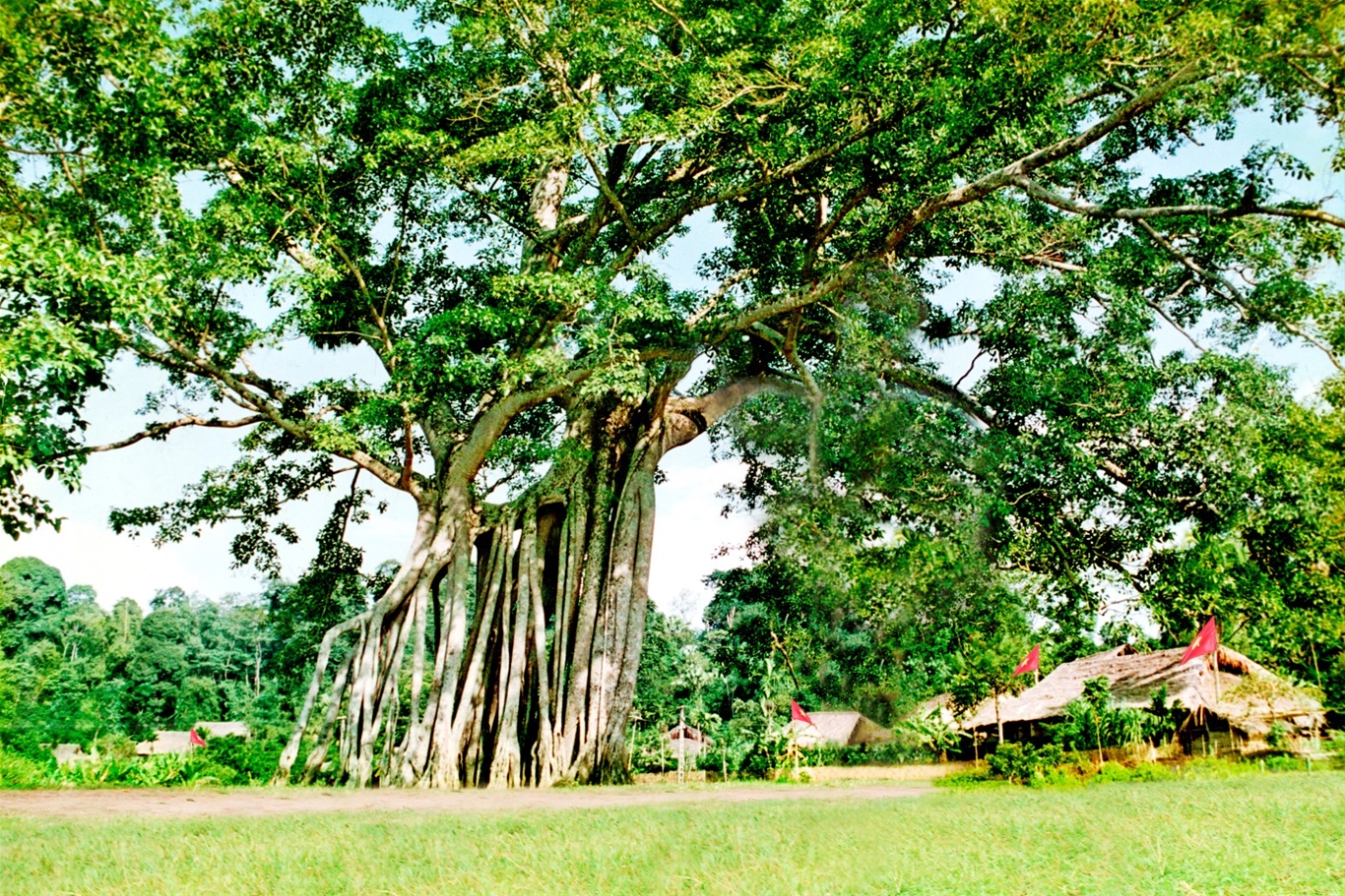 Tan Trao Banyan Tree