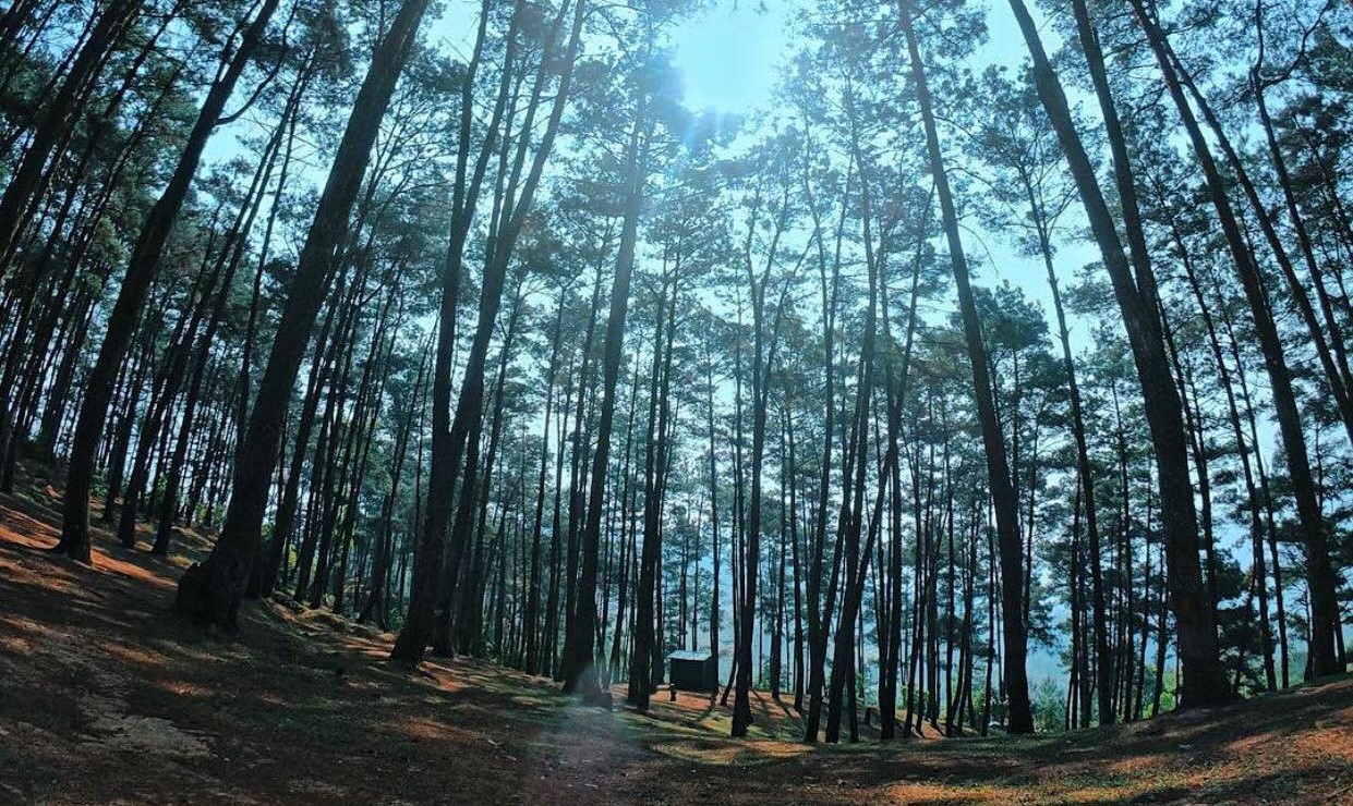 Yen Minh pine forest