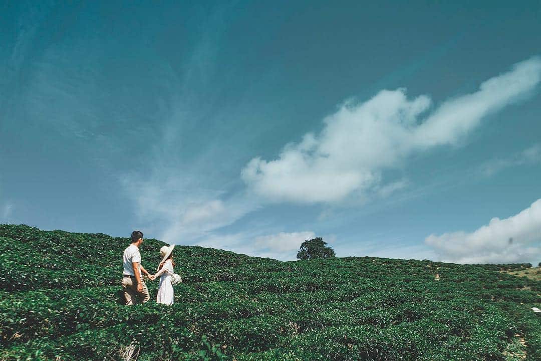 同江茶山酷似广南木洲