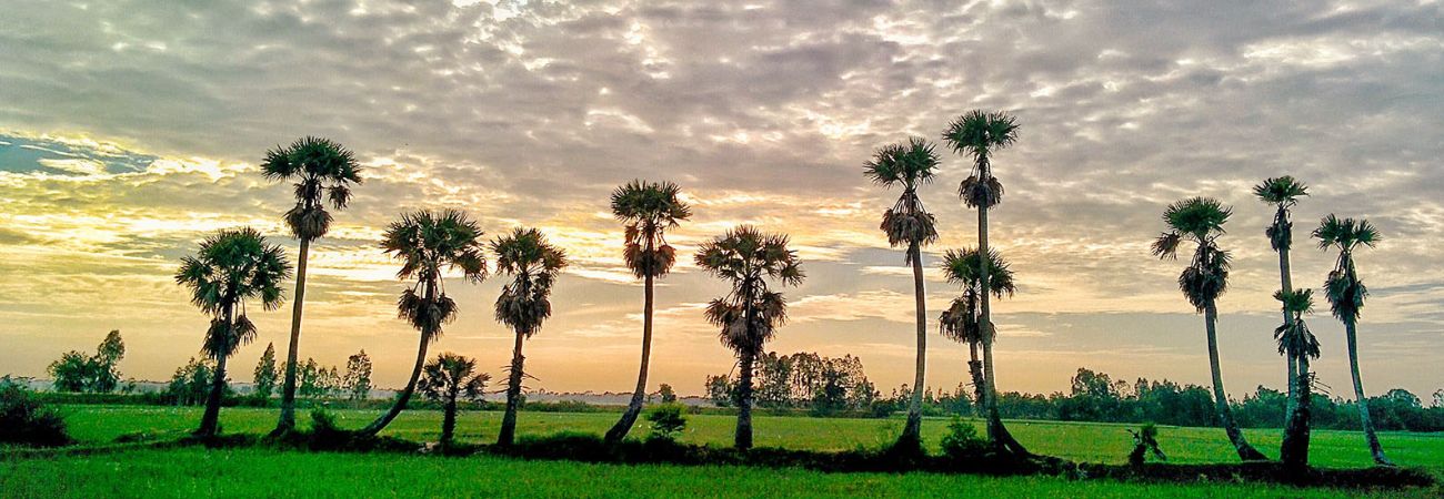 Palmyra fields