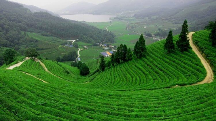 Green view at Tan Cuong Tea Hill