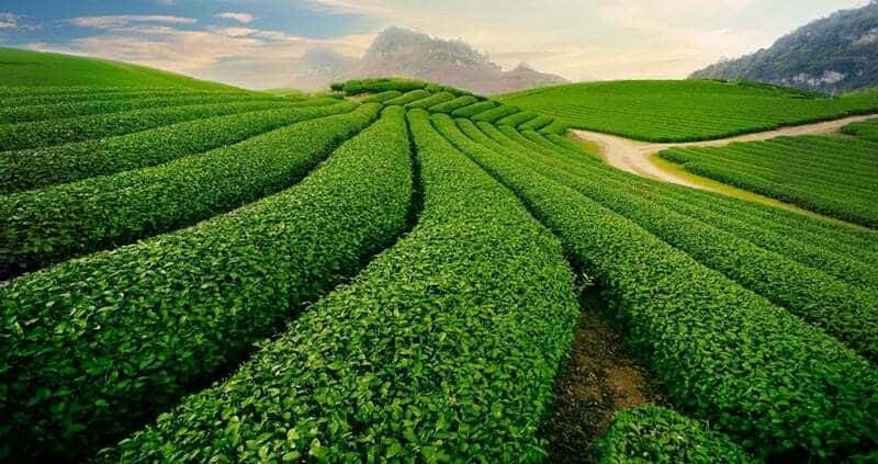 The tea hill has a poetic scene like a painting.