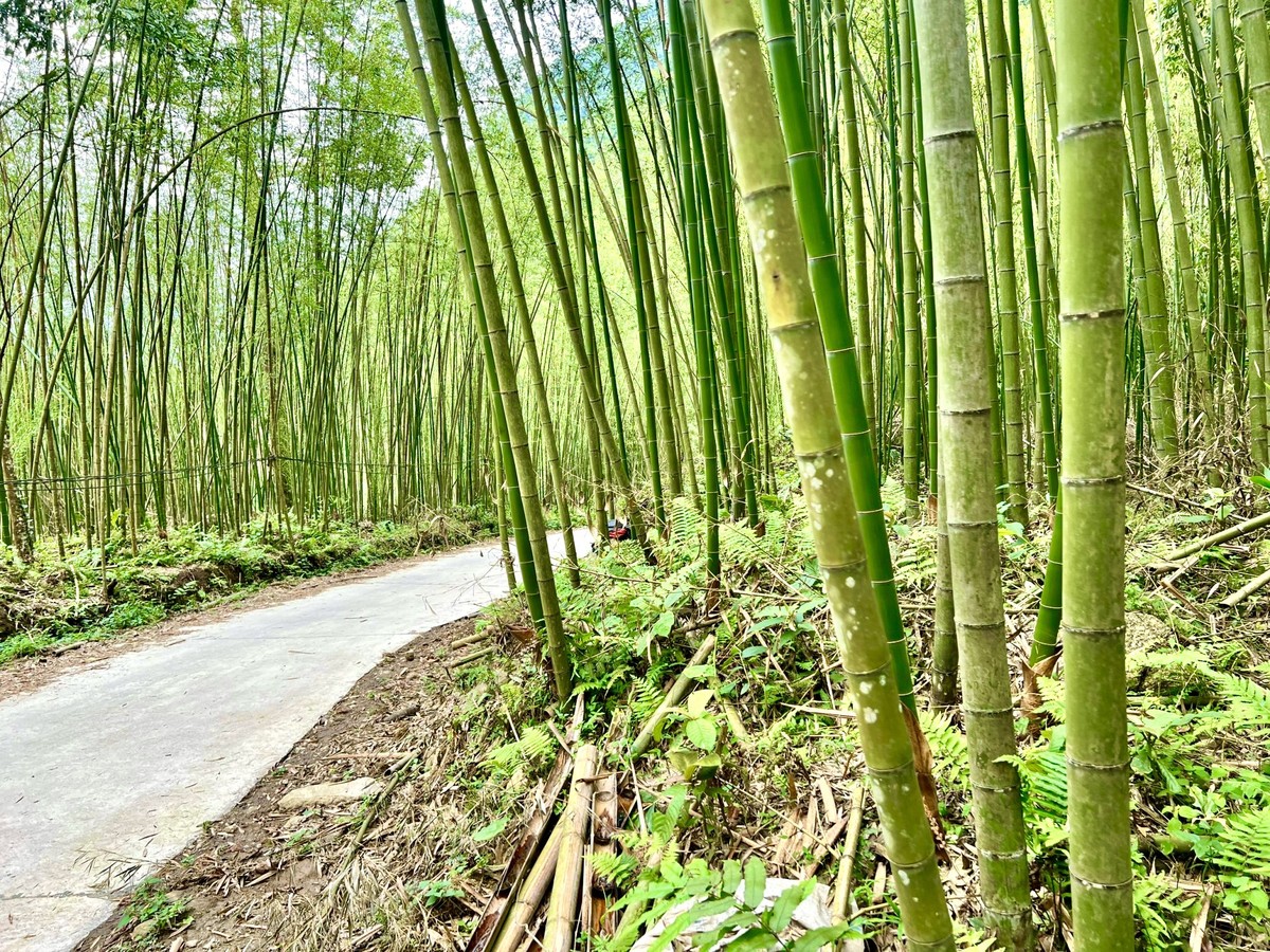 Visitors can admire the green scenery of tall bamboo clumps.