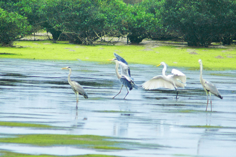 Xuan Thuy National Park