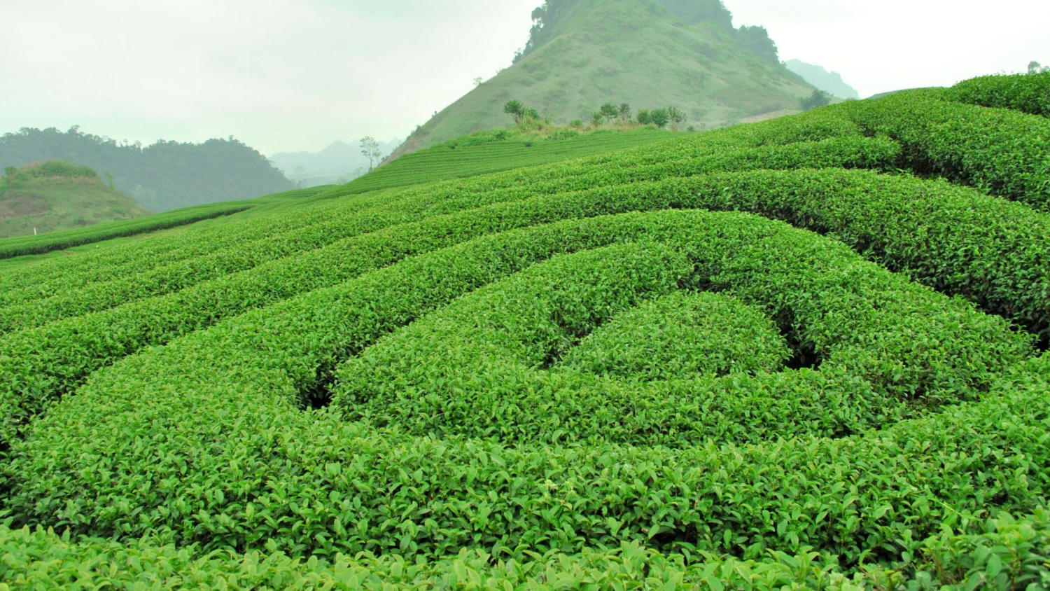 心茶山