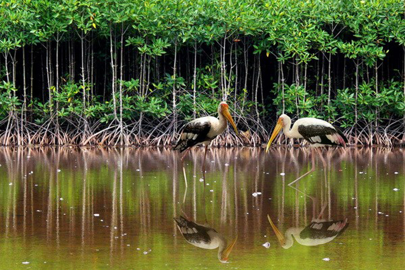 Explore the ecosystem in Nam Can mangrove forest