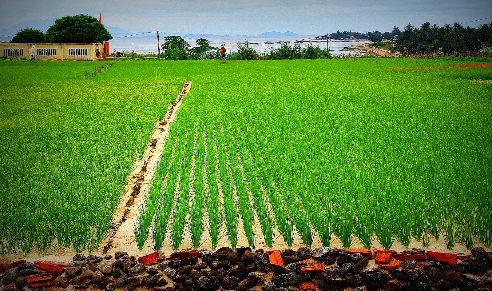 Ly Son garlic fields