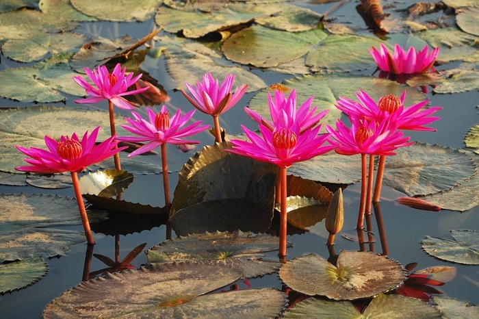 The beauty of water lilies at the water lily ecological garden