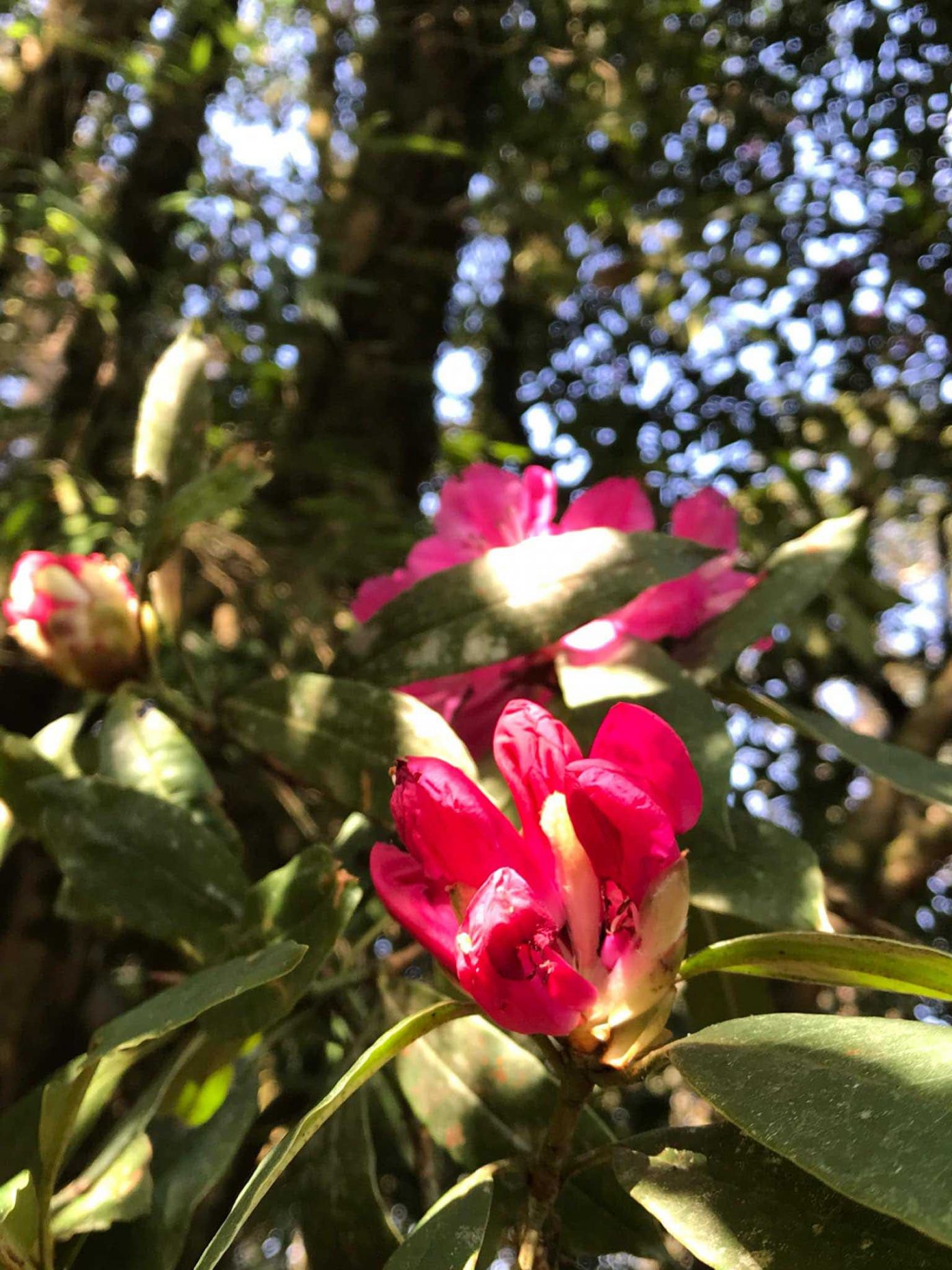 Ancient rhododendron forest blooms in Tay Con Linh