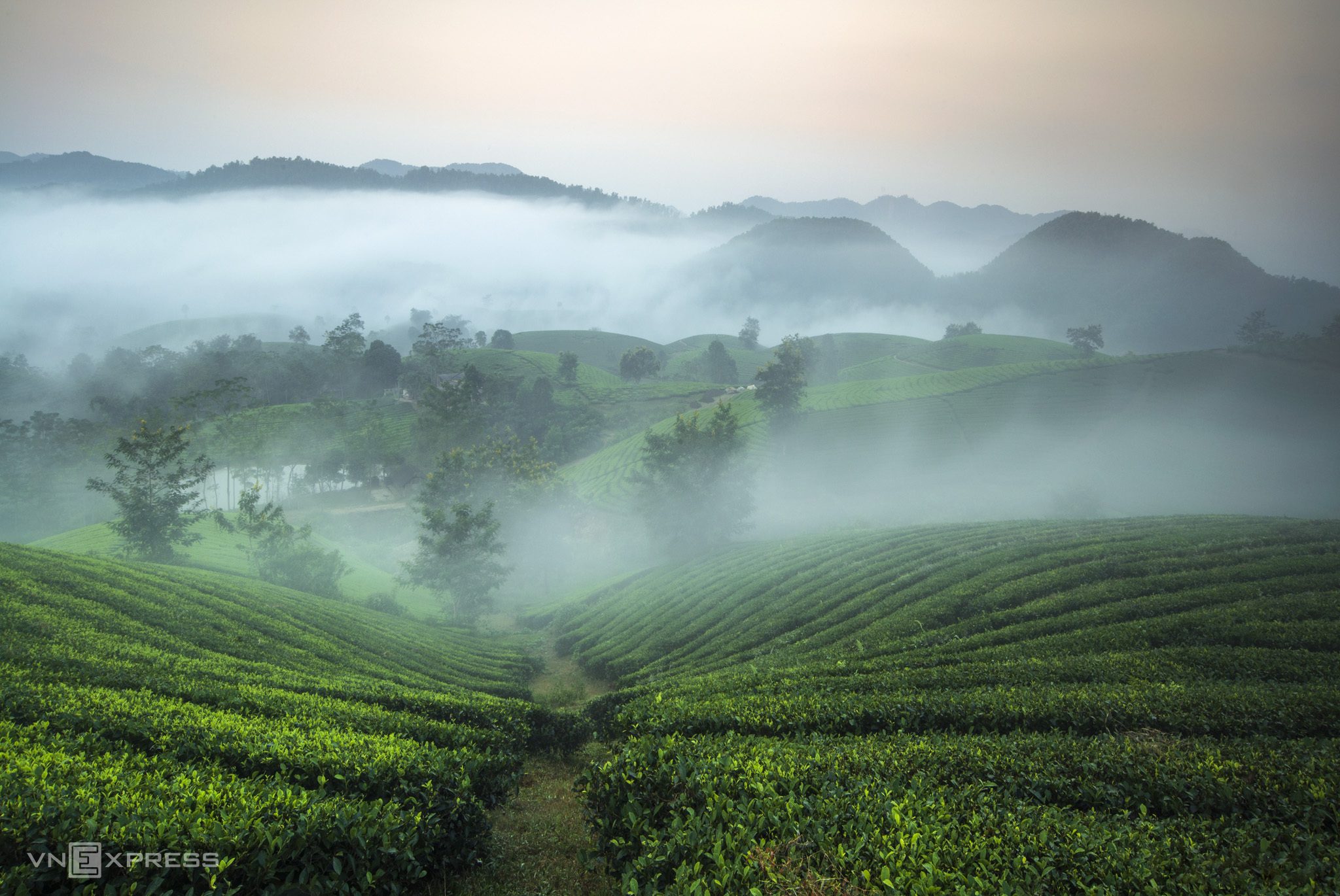 Đồi chè Long Cốc