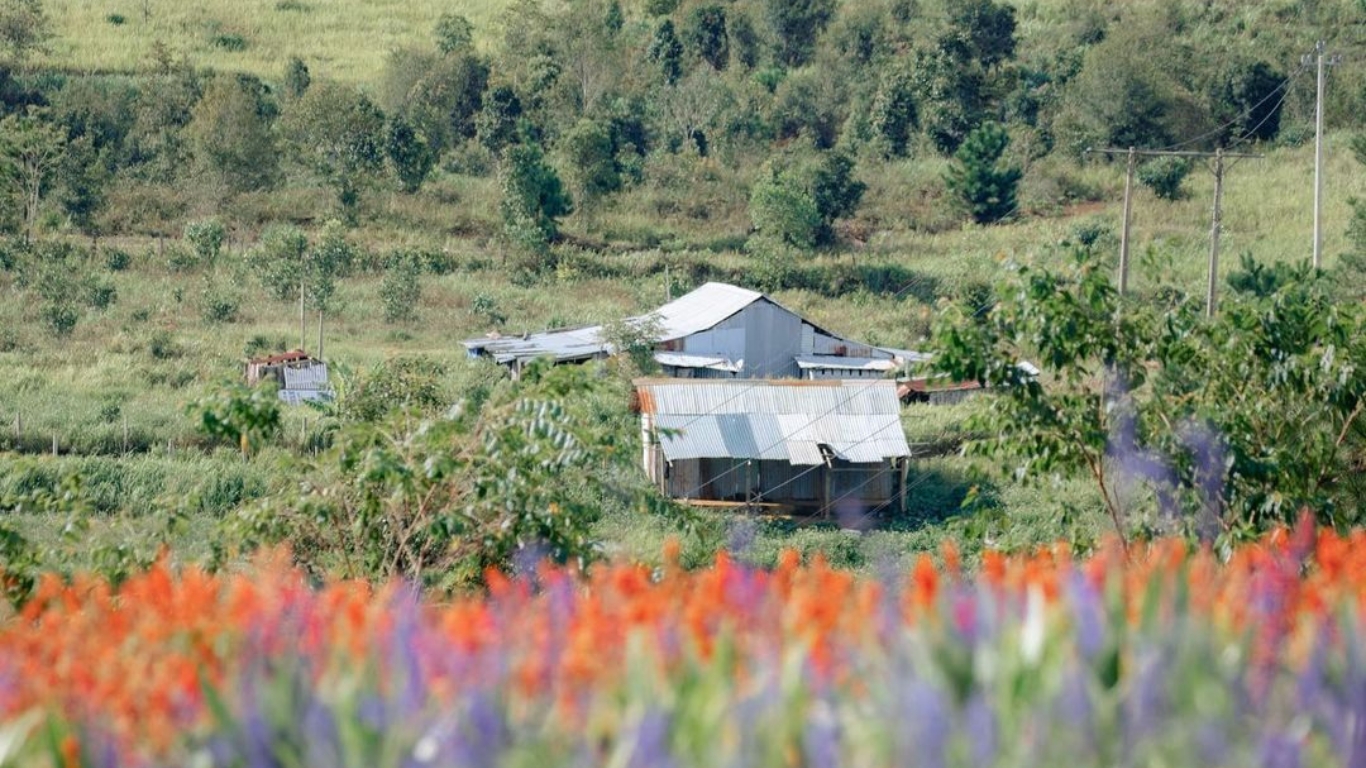 Thiện Mỹ Farm: Trải nghiệm độc đáo tại trang trại nông nghiệp hữu cơ