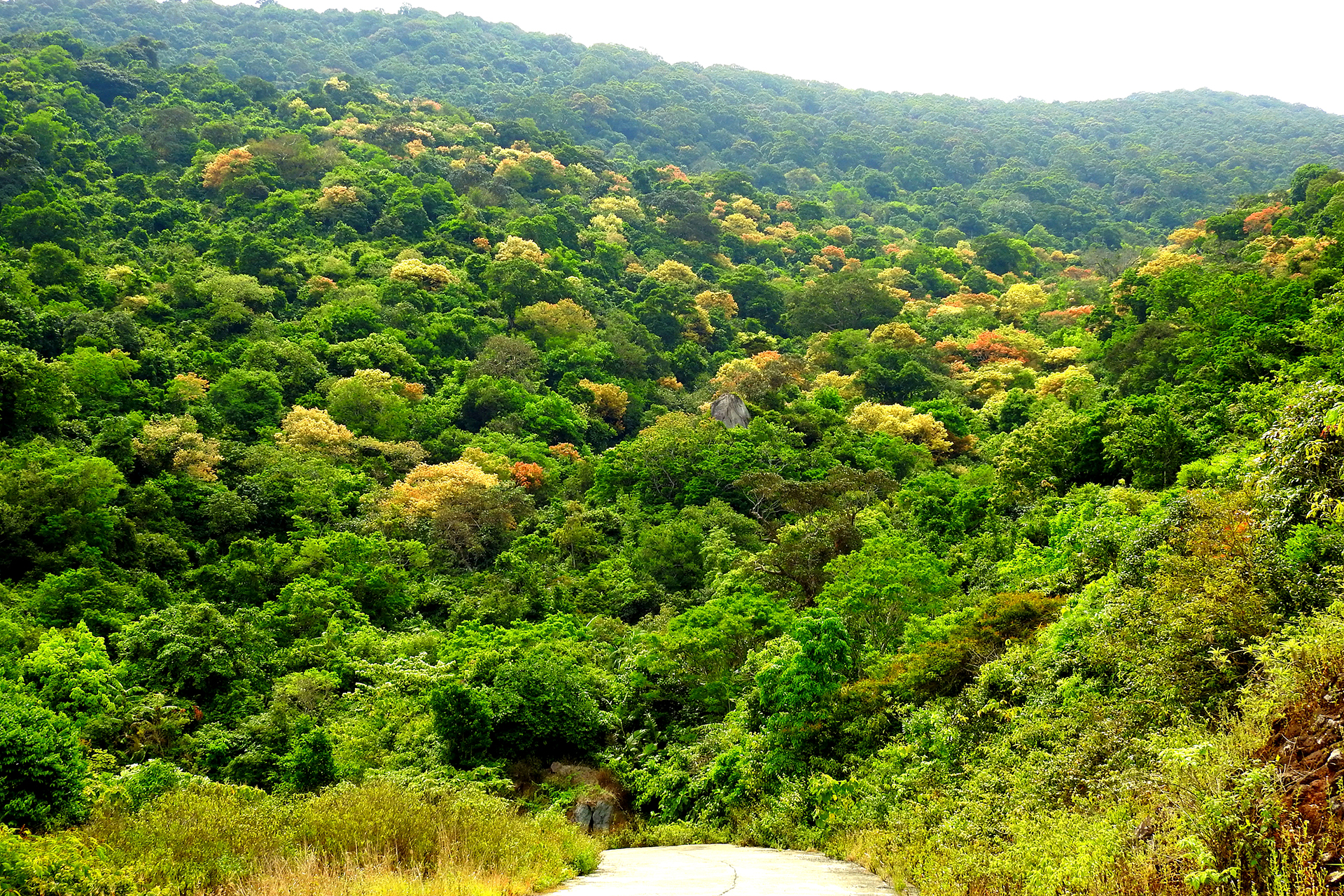 Bán đảo Sơn Trà