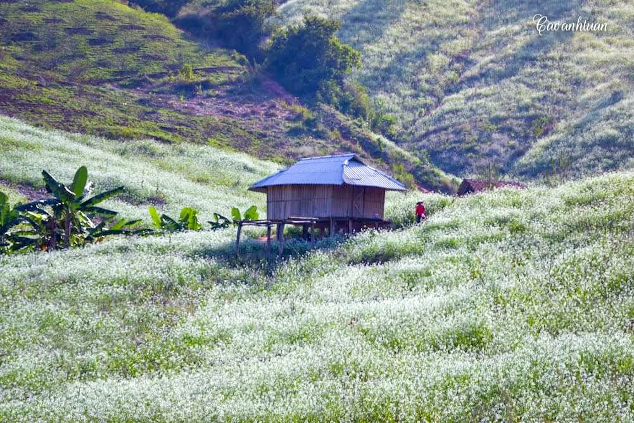 Bản Pa Phách - Điểm đến đẹp tựa thiên đường say lòng du khách