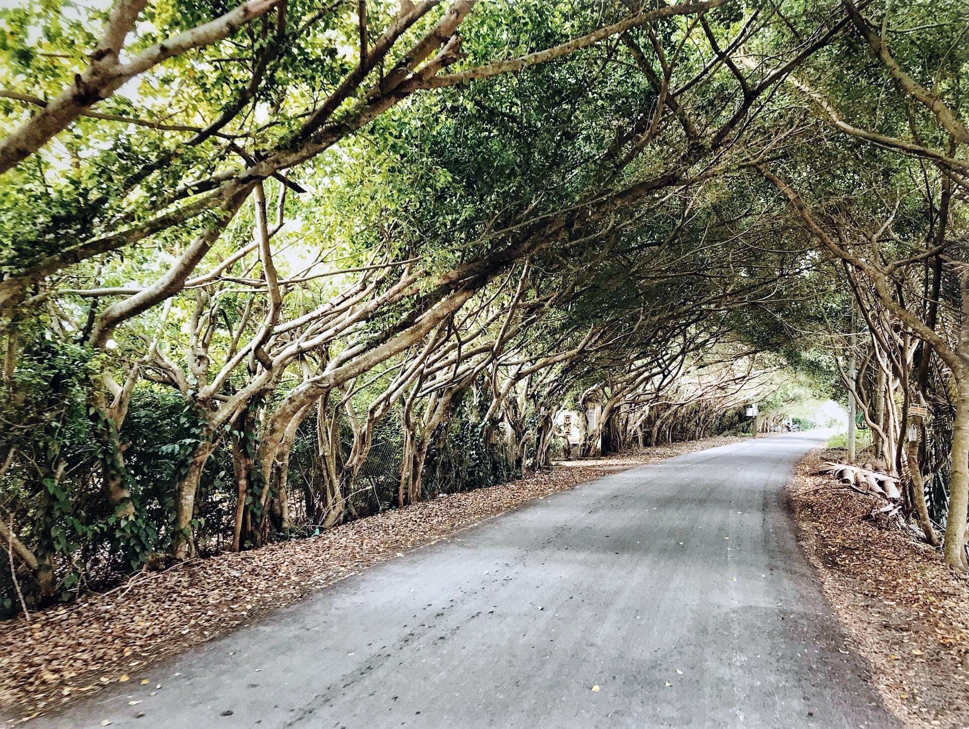 Thoi Son Island (Con Lan) – A Charming Ecotourism Gem in Tien Giang