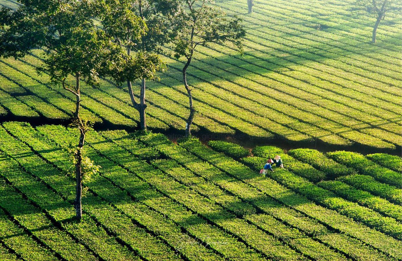 Khám phá đồi chè Tâm Châu Bảo Lộc đẹp mê hồn