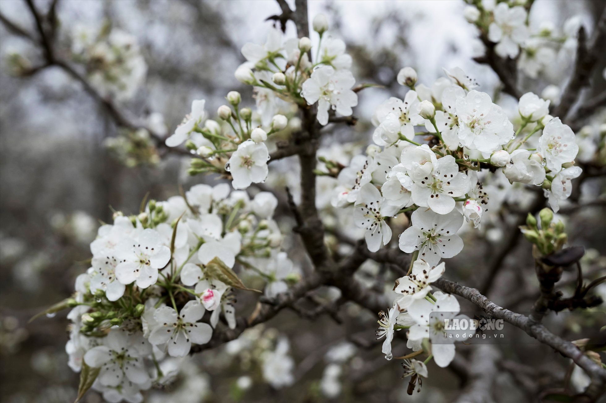 Pure beauty of white pear flower