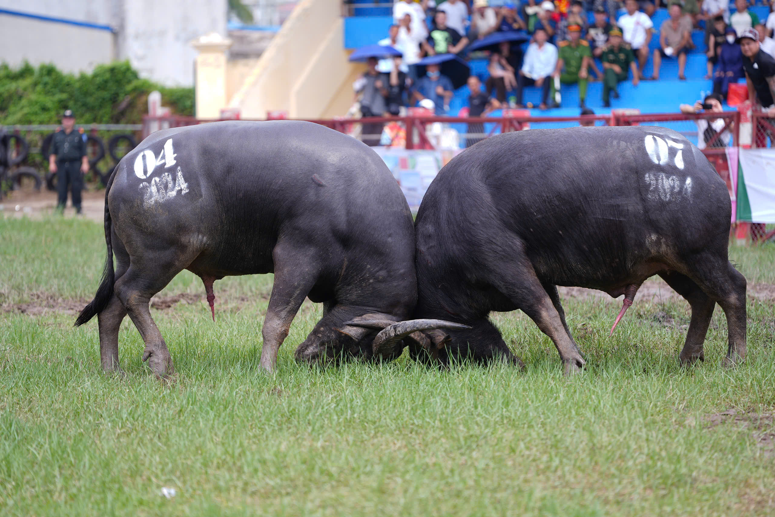 Rộn ràng lễ hội chọi trâu Đồ Sơn Hải Phòng