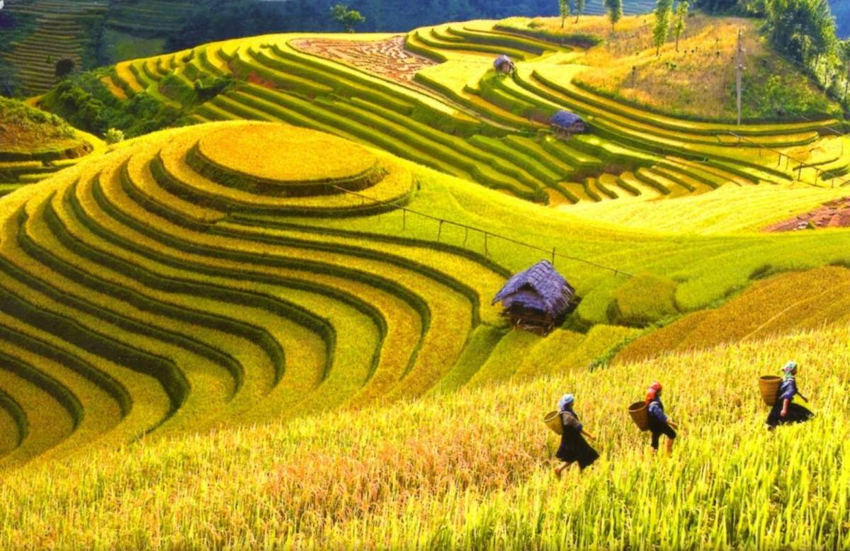 Lim Mong village in the ripe rice season