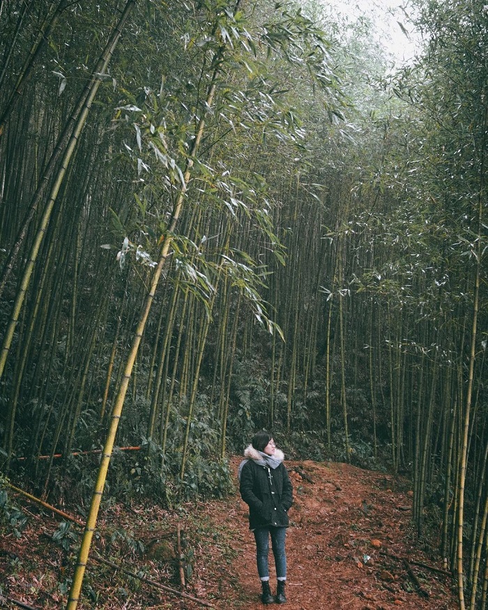 阮平竹林。