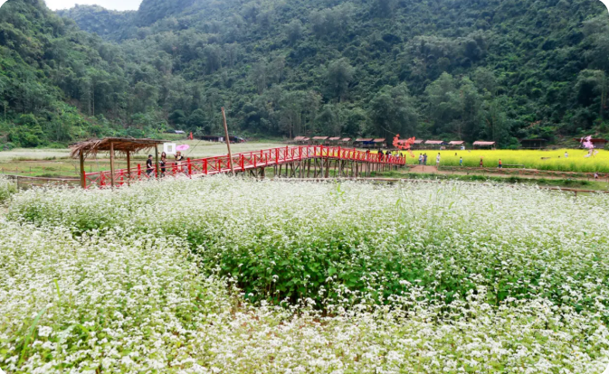 Visit the valley of buckwheat flower season