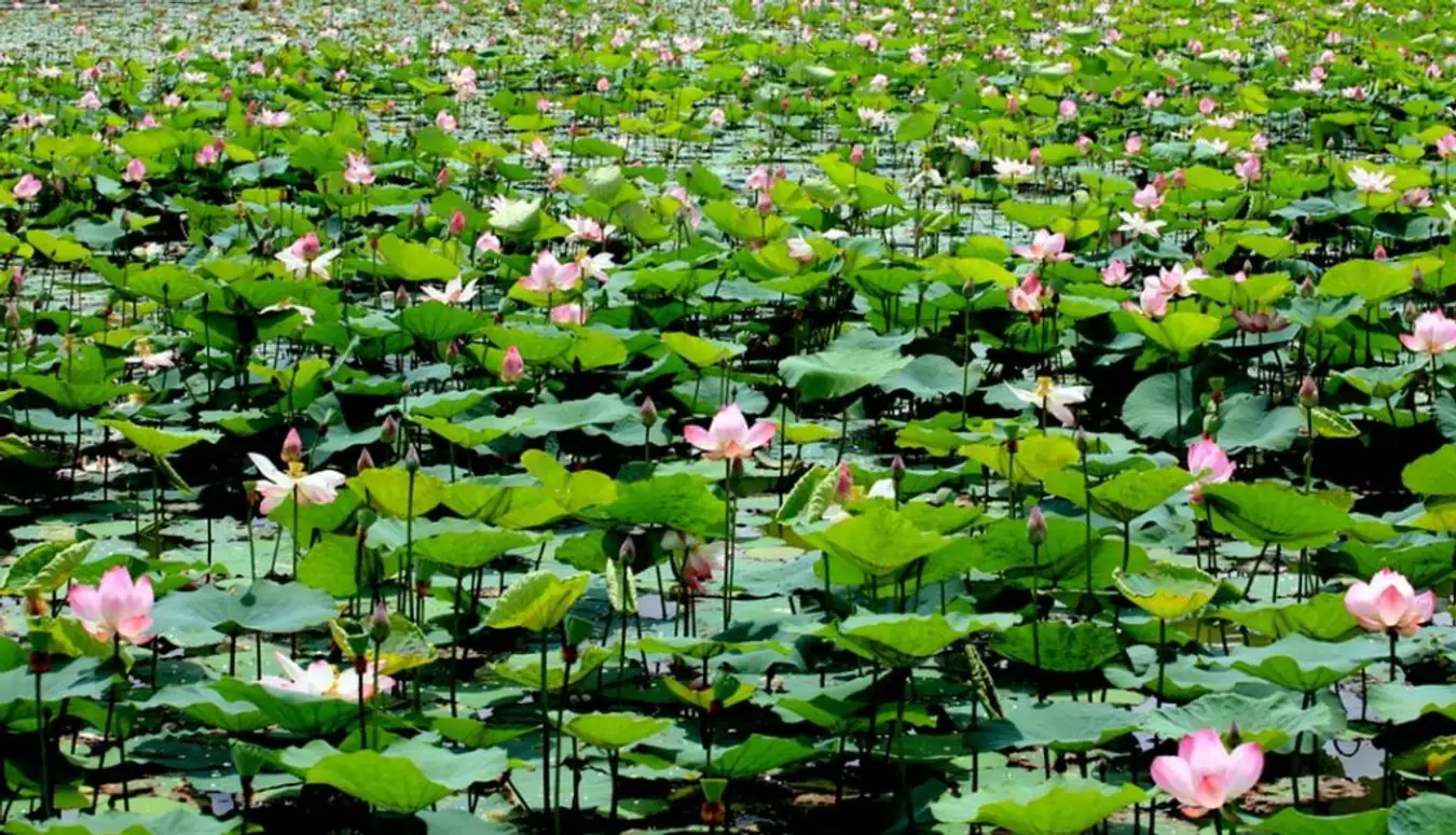 October lotus pond is spacious and peaceful