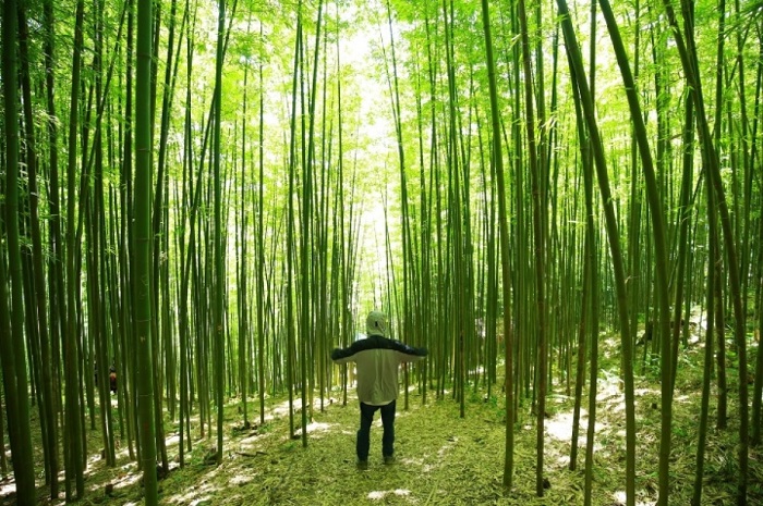 这片竹林气候凉爽宜人，景色幽静。