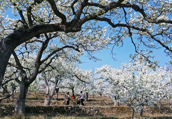 The special season of the Le flower blooming in the middle of Hong Thai mountains and forests