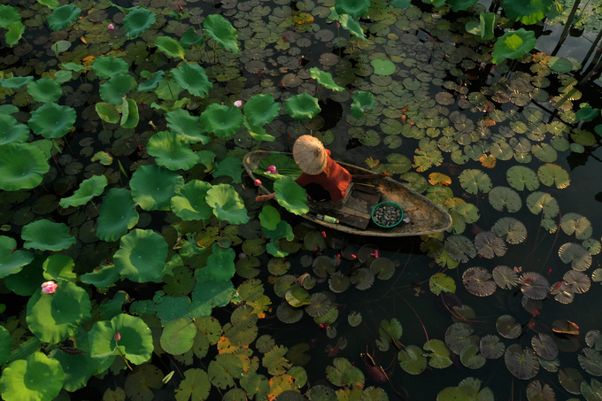 Van Hoi lotus pond